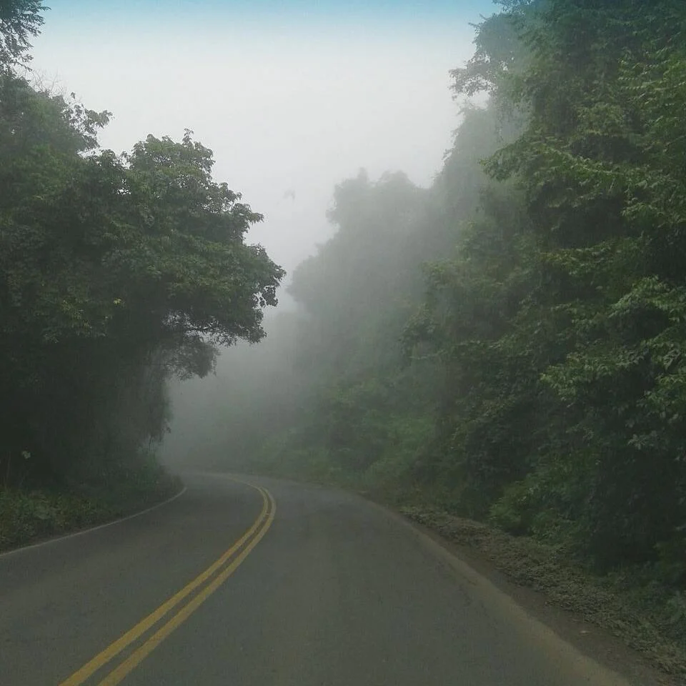 Estrada entre árvores e neblina do acervo do casal